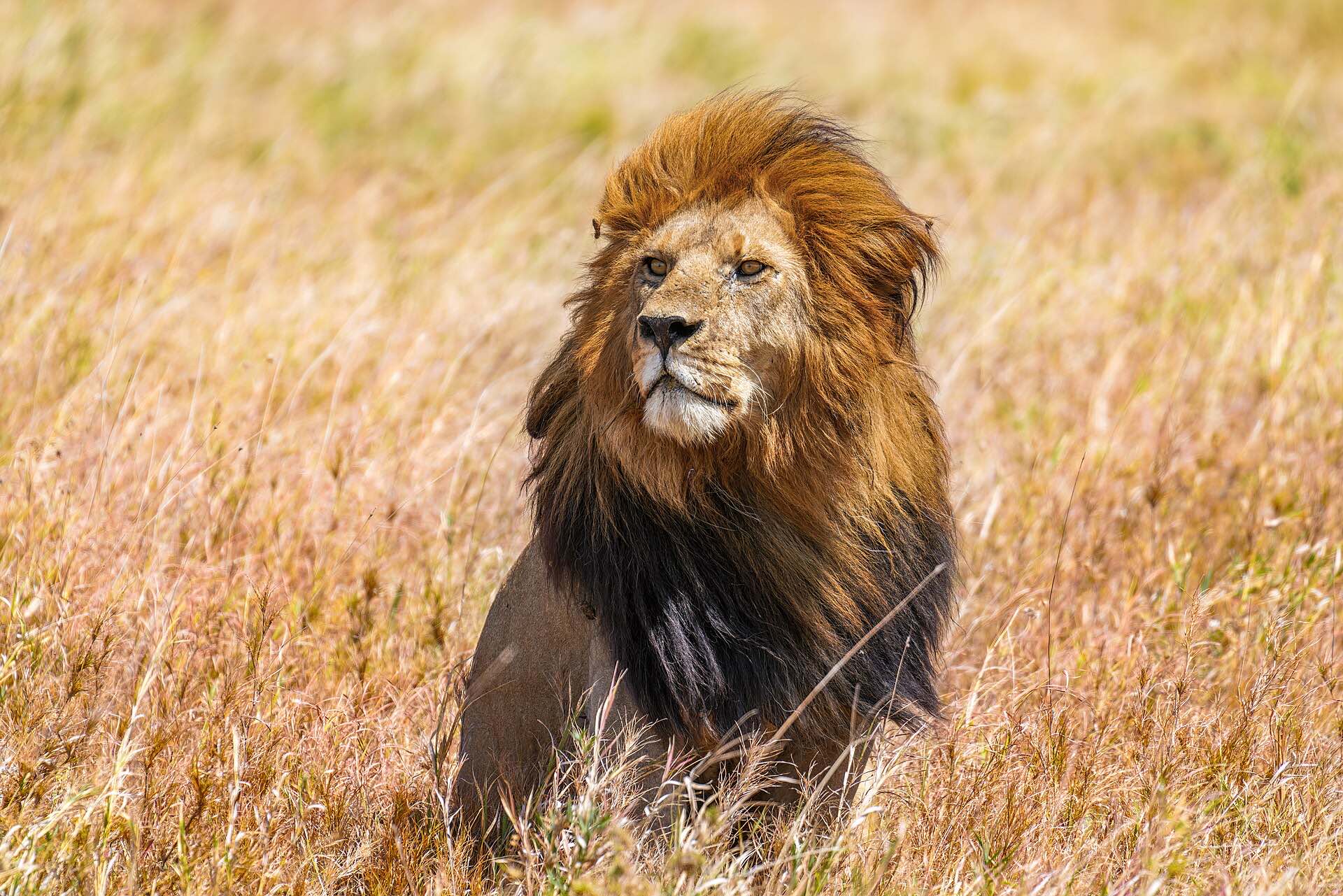 A male lion resting in golden grass in the Serengeti