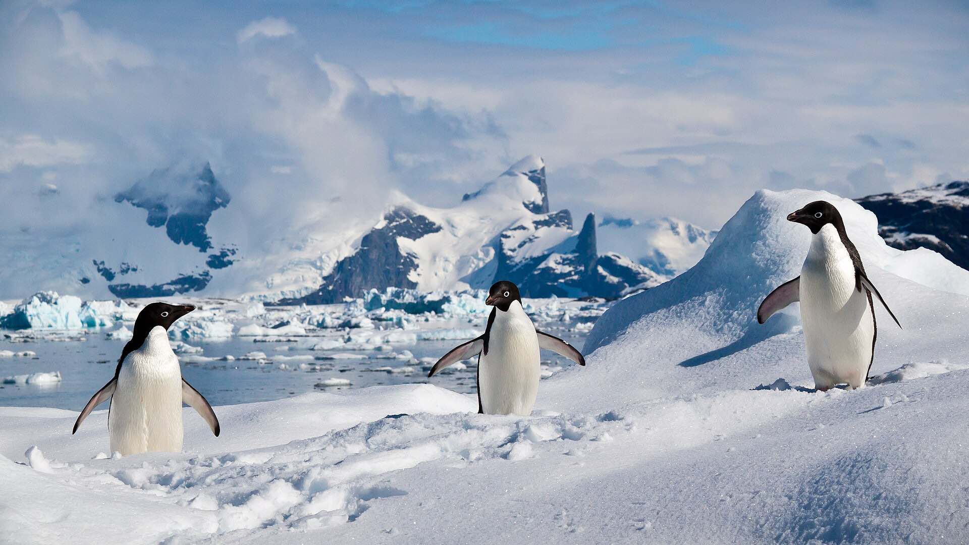 Adélie penguins on the ice in the South Shetland Islands