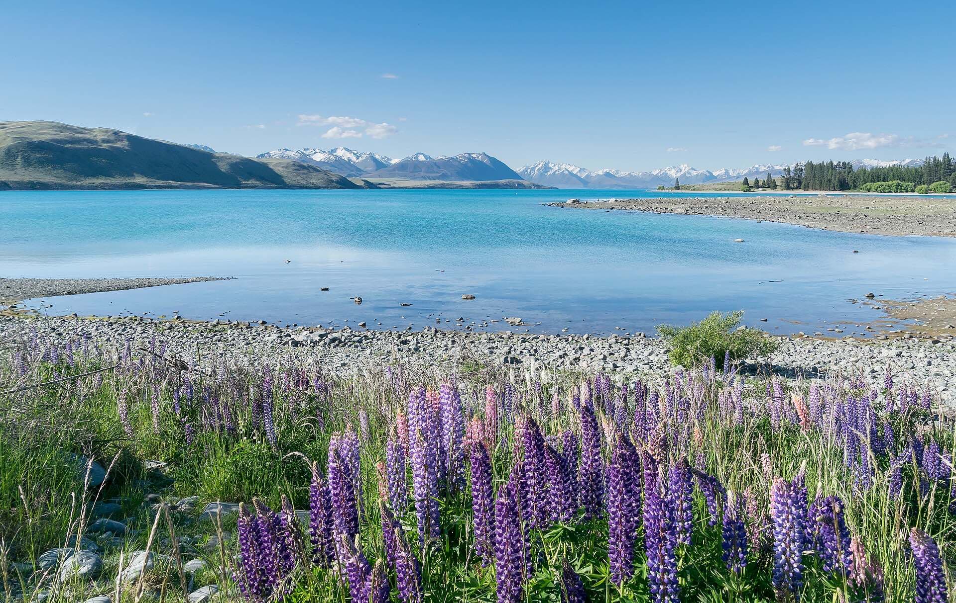 Lupins flowering beside the turquoise water of Lake Tekapo
