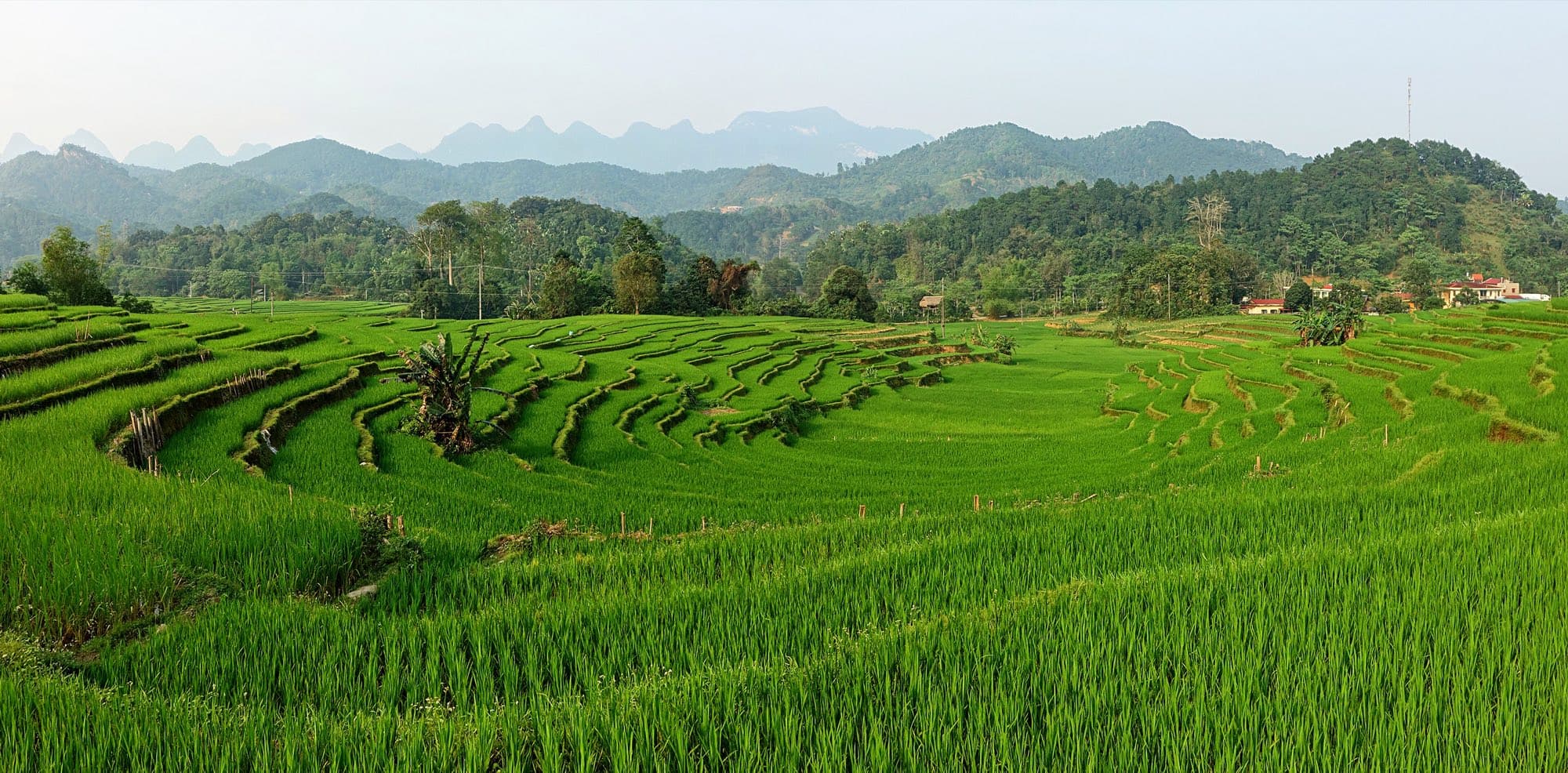 Bright green rice terraces curving across hills in northern Vietnam